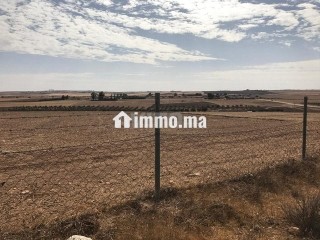 Deux terrains agricoles mitoyens 3,5 hectares - Terrain à vendre - Settat