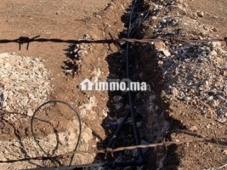 Deux terrains agricoles mitoyens 3,5 hectares - Terrain à vendre - Settat