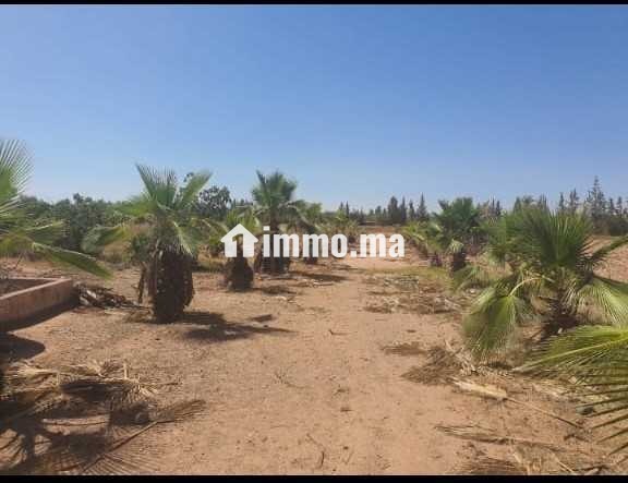 Ferme à vendre à Chouiter, Marrakech – 22 300 m² - Vente Immobilier - Marrakech - photo 1