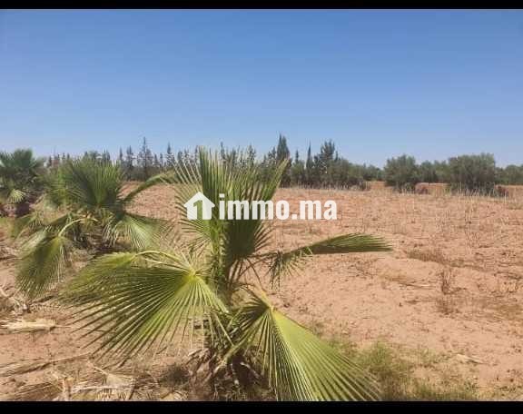Ferme à vendre à Chouiter, Marrakech – 22 300 m² - Vente Immobilier - Marrakech - photo 4