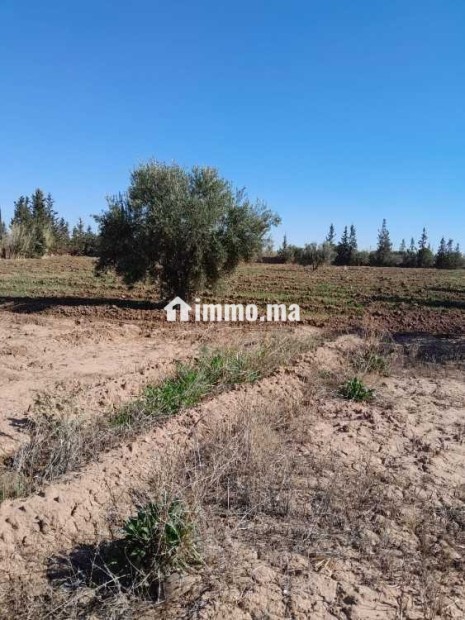 Ferme à vendre à Chouiter, Marrakech – 22 300 m² - Vente Immobilier - Marrakech - photo 8