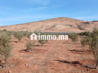 Projet immobilier - Villa à vendre - Berkane
