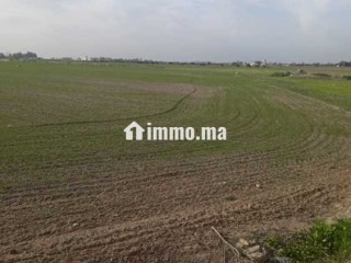 Terrain agricole à vendre à Bouznika - Terrain à vendre - Bouznika