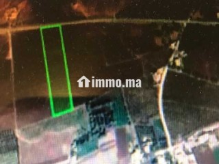 Terrain agricole à oulad yaich par beni mellal 1.4 ha - Terrain à vendre - Beni Mellal