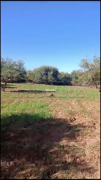 Terrain 4 ha titré à vendre Rte Ourika - Vente Immobilier - Marrakech - photo 2