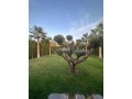 Golf Argane villa a vendre - miniature 6
