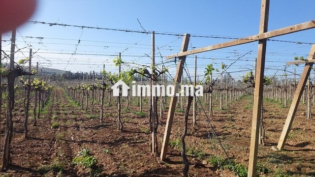 Ferme titrée 6ha Sehoul Salé - Vente Immobilier - Sale - photo 3