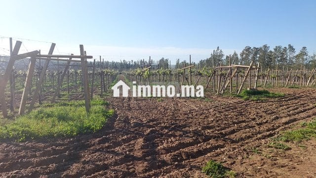 Ferme titrée 6ha Sehoul Salé - Vente Immobilier - Sale - photo 8