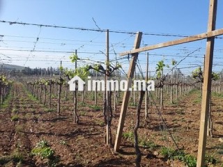 Ferme titrée 6ha Sehoul Salé - Terrain à vendre - Sale
