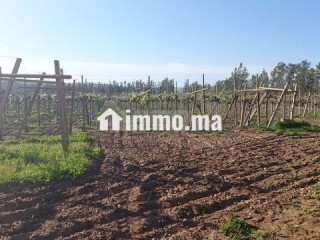 Ferme titrée 6ha Sehoul Salé - Terrain à vendre - Sale