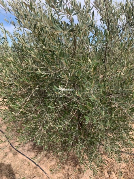 Ferme Agricole à Vendre – Marrakech - Vente Immobilier - Autre - photo 3