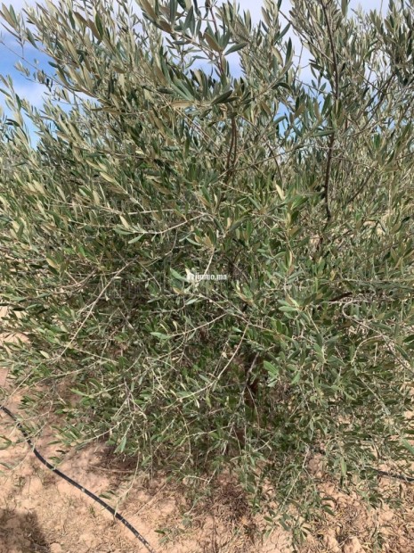 Ferme Agricole à Vendre – Marrakech - Vente Immobilier - Autre - photo 4