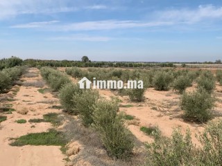 Ferme Agricole à Vendre – Marrakech - Terrain à vendre - Autre