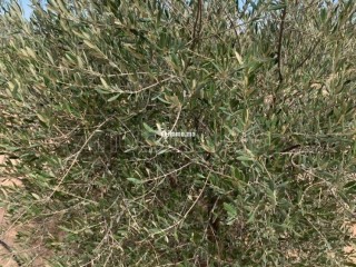 Ferme Agricole à Vendre – Marrakech - Terrain à vendre - Autre