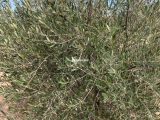 Ferme Agricole à Vendre – Marrakech - Terrain à vendre - Autre