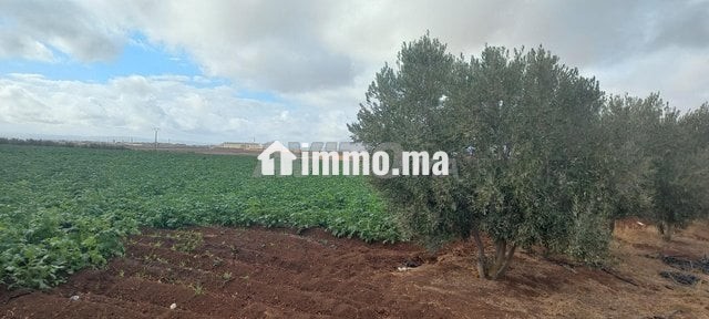 1 hectare et demi titré prix bas - Vente Immobilier - Meknes - photo 1