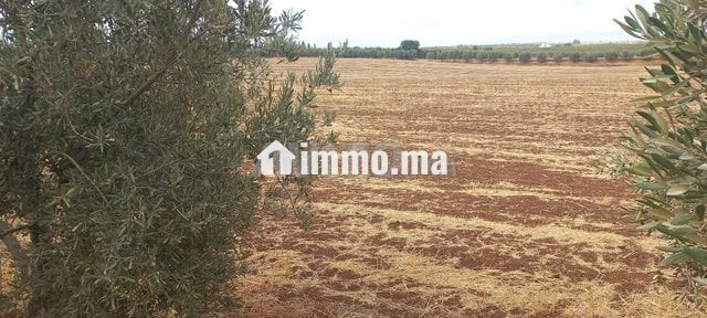 1 hectare et demi titré prix bas - Vente Immobilier - Meknes - photo 4