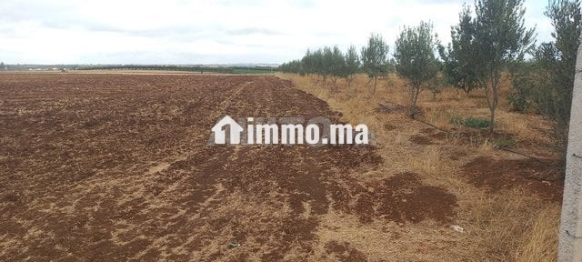 1 hectare et demi titré prix bas - Vente Immobilier - Meknes - photo 5