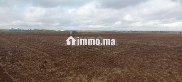 1 hectare et demi titré prix bas - Vente Immobilier - Meknes - photo 6