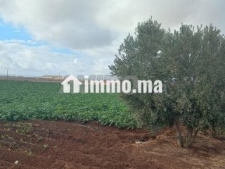 1 hectare et demi titré prix bas - Terrain à vendre - Meknes