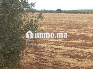 1 hectare et demi titré prix bas - Terrain à vendre - Meknes