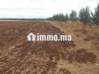 1 hectare et demi titré prix bas - Terrain à vendre - Meknes