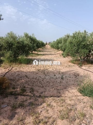 Ferme d'oliviers à GUERCIF - Vente Immobilier - Guercif - photo 1