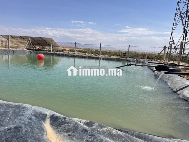 Ferme d'oliviers à GUERCIF - Vente Immobilier - Guercif - photo 2
