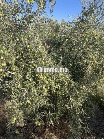 Ferme d'oliviers à GUERCIF - Vente Immobilier - Guercif - photo 3