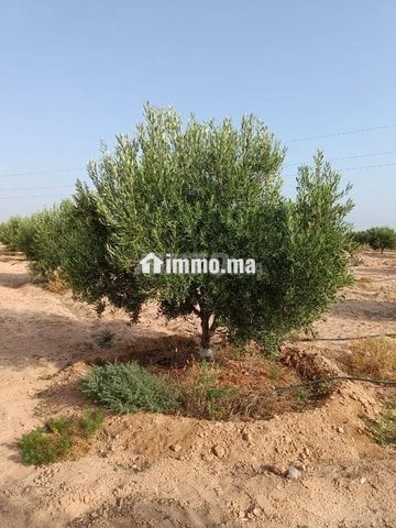Ferme d'oliviers à GUERCIF - Vente Immobilier - Guercif - photo 4