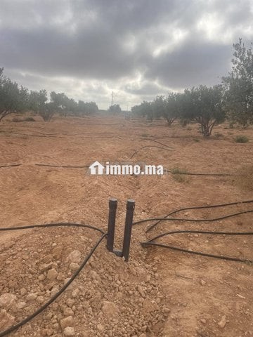 Ferme d'oliviers à GUERCIF - Vente Immobilier - Guercif - photo 5