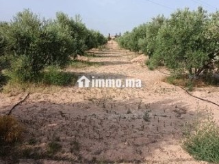 Ferme d'oliviers à GUERCIF - Terrain à vendre - Guercif