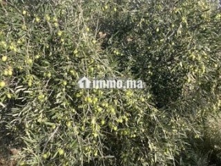 Ferme d'oliviers à GUERCIF - Terrain à vendre - Guercif