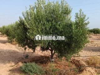 Ferme d'oliviers à GUERCIF - Terrain à vendre - Guercif