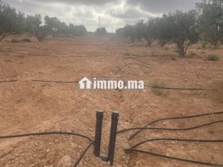 Ferme d'oliviers à GUERCIF - Terrain à vendre - Guercif