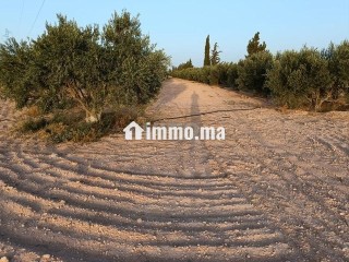 Ferme d'oliviers à GUERCIF - Terrain à vendre - Guercif