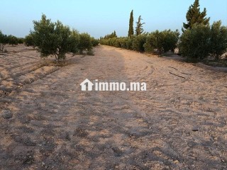 Ferme d'oliviers à GUERCIF - Terrain à vendre - Guercif