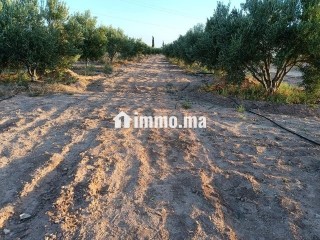Ferme d'oliviers à GUERCIF - Terrain à vendre - Guercif
