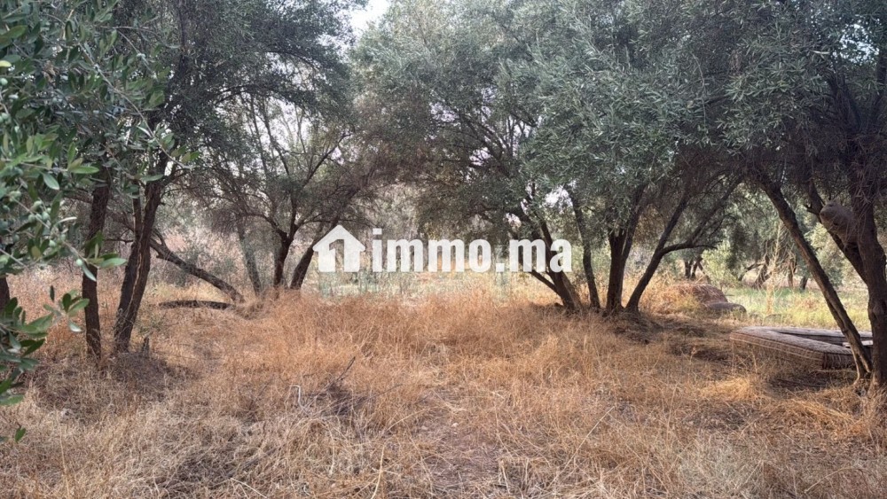 Terrain 2 Hectares et demi, Route Ourika - Vente Immobilier - Marrakech - photo 1