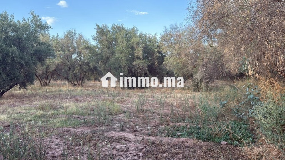Terrain 2 Hectares et demi, Route Ourika - Vente Immobilier - Marrakech - photo 2