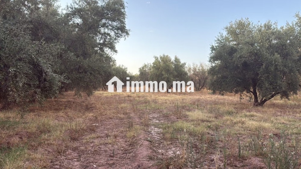 Terrain 2 Hectares et demi, Route Ourika - Vente Immobilier - Marrakech - photo 3