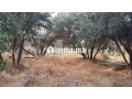 Terrain 2 Hectares et demi, Route Ourika - miniature 1