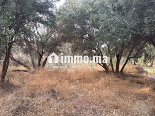 Terrain 2 Hectares et demi, Route Ourika - Terrain à vendre - Marrakech