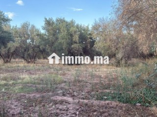 Terrain 2 Hectares et demi, Route Ourika - Terrain à vendre - Marrakech