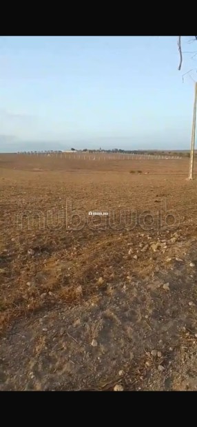 Terrain agricole a vendre - Vente Immobilier - Autre - photo 2