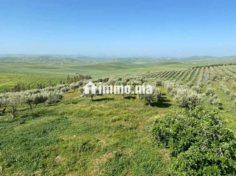 Ferme d'oliviers à vendre - Vente Immobilier - Fes - photo 1