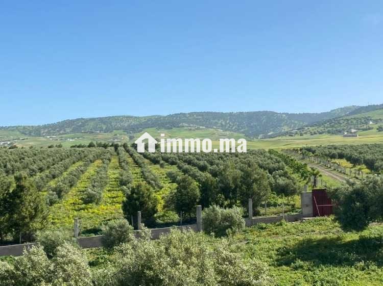Ferme d'oliviers à vendre - Vente Immobilier - Fes - photo 2