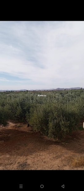 Cadre Naturel et Potentiel Unique à Vendre - Vente Immobilier - Marrakech - photo 8