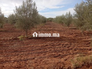 Investissez dans l’avenir: Terrain à vendre - Terrain à vendre - Marrakech