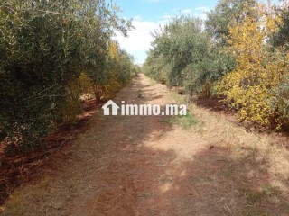 Investissez dans l’avenir: Terrain à vendre - Terrain à vendre - Marrakech